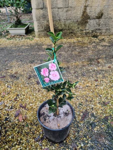 Camellia sasanqua ‘Otome Sazanka’