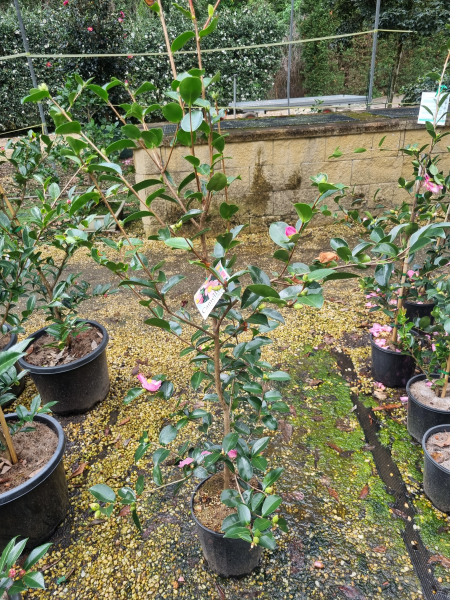 Camellia Sasanqua 'Plantation Pink'