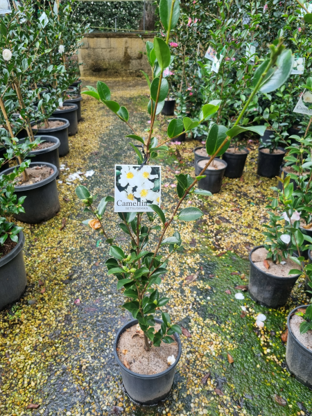 Camellia Sasanqua ‘Setsugekka’