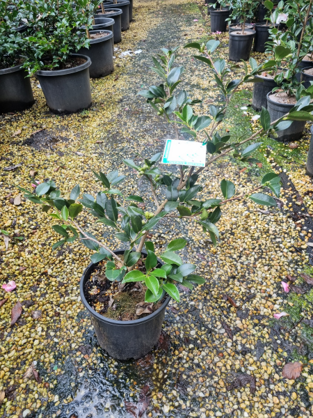 Camellia sasanqua ‘ShiShi Gashira’