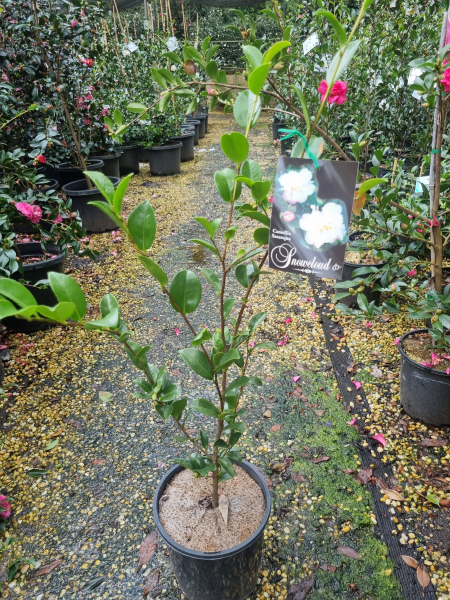 Camellia Sasanqua ‘Snow’ (Sasanqua Camellia)