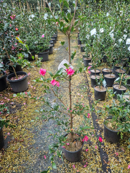 Camellia sasanqua ‘Simply Red’