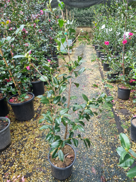 Camellia sasanqua ‘Star Above Star’