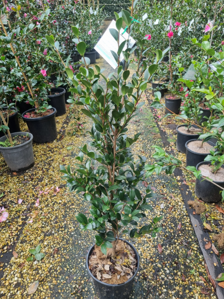 Camellia Sasanqua ‘Yuletide’ (Sasanqua Camellia)