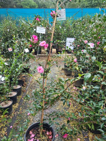 Camellia sasanqua ‘Chansonette’