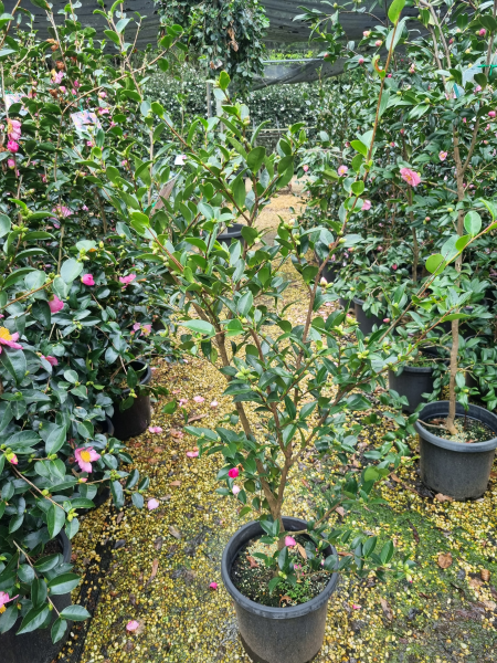Camellia hiemalis ‘Hiryu’ (Sasanqua Hiryu Camellia)
