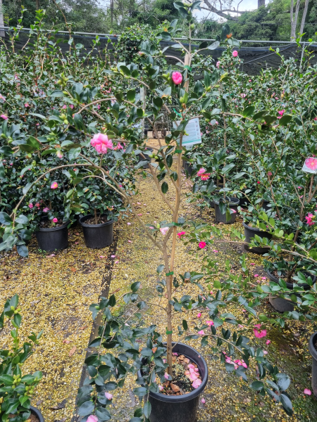 Camellia Sasanqua 'Lucinda'