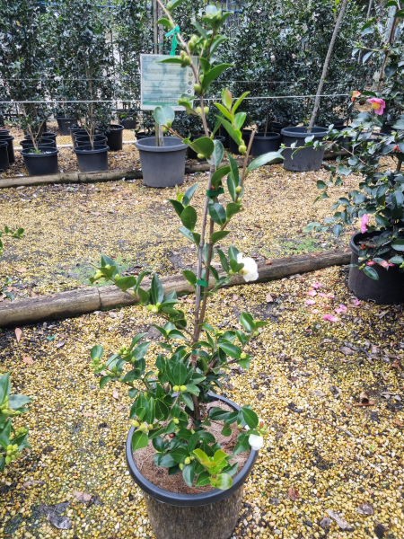 Camellia sasanqua ‘Mine No Yuki’