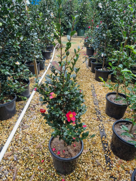 Camellia Sasanqua ‘Yuletide’ (Sasanqua Camellia)
