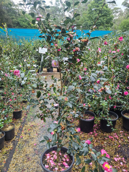 Camellia japonica (Dream Lover Camellia)