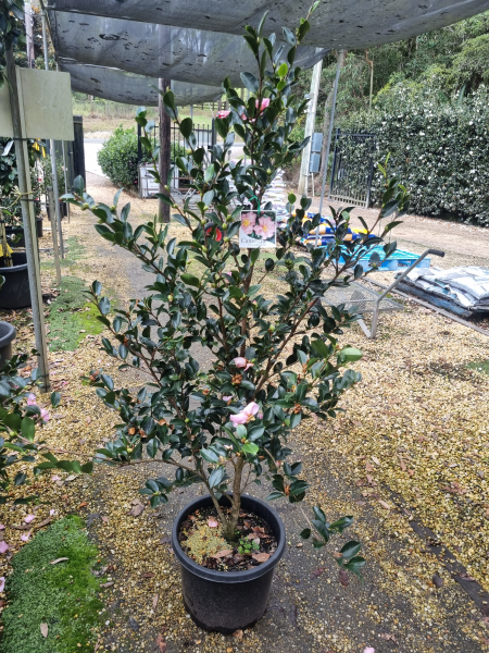 Camellia Sasanqua ‘Edna Butler’ (Sasanqua Camellia)