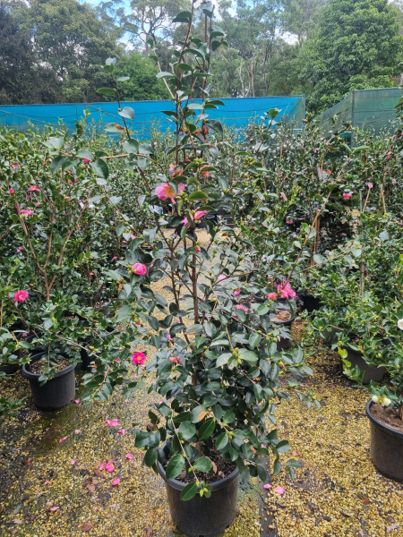 Camellia Sasanqua 'Plantation Pink'