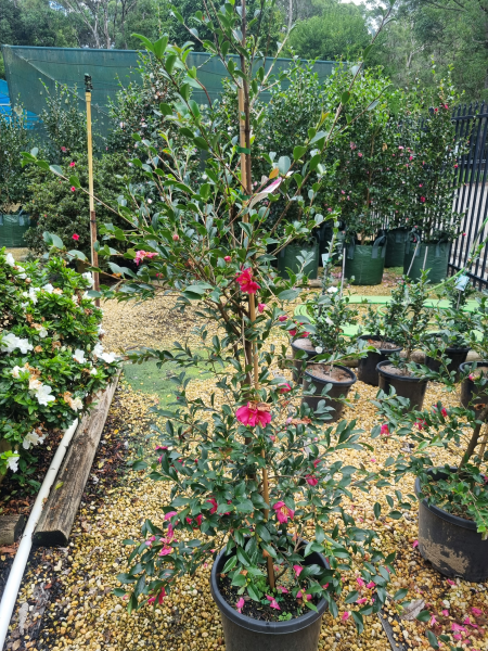 Camellia sasanqua ‘Simply Red’