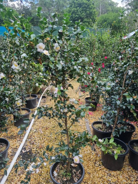 Camellia Sasanqua ‘Snow’ (Snow Camellia) Standards