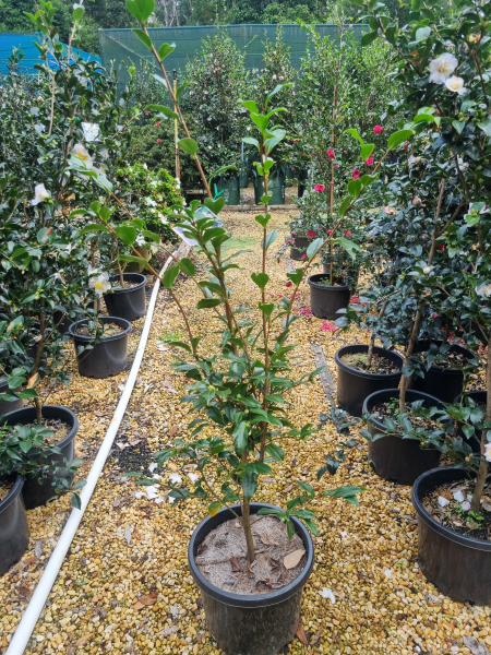 Camellia sasanqua ‘Star Above Star’