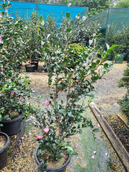 Camellia Sasanqua 'Jennifer Susan'