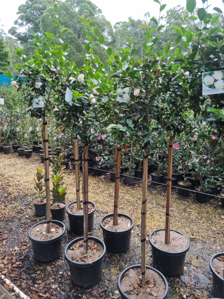 Camellia sasanqua ‘Pure Silk’ (Pure Silk Camellia) Standards