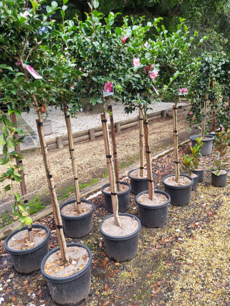 Camellia Sasanqua 'Jennifer Susan'
