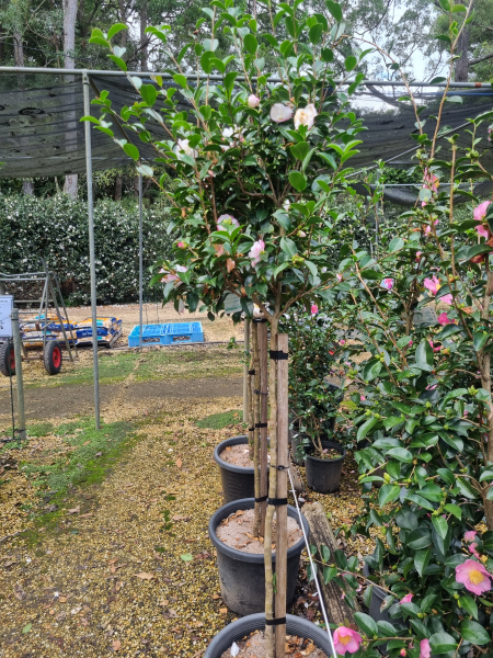Camellia Sasanqua 'Pure Silk'