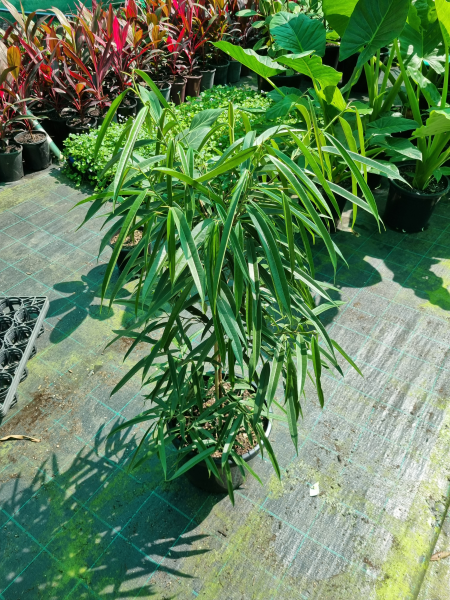 Ficus Binnendijkii (Alii Petite)