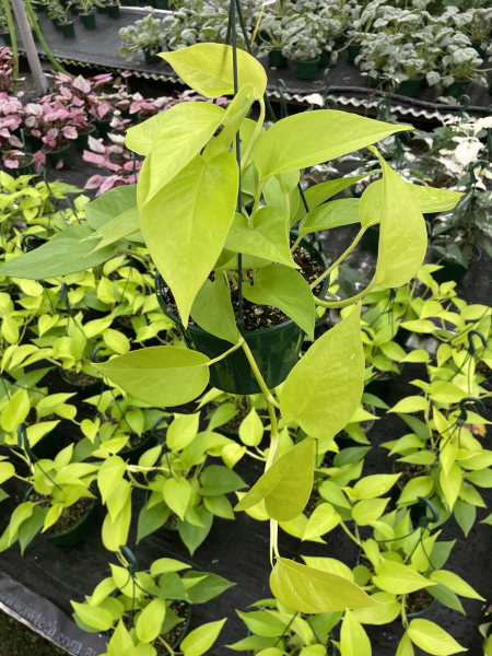 Epipremnum Aureum 'Neon' (Neon Pothos Hanging Basket)