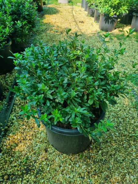 Rhododendron indicum (Snow Prince Azalea)