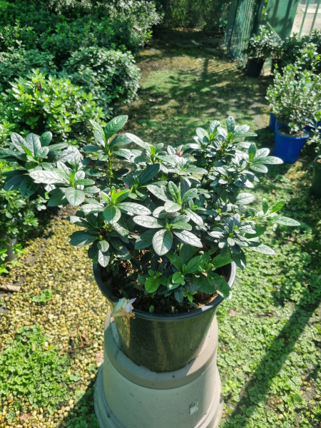 Rhododendron tsutsusi (Hana No Hibiki Azalea)