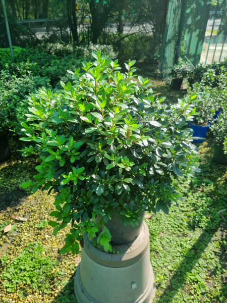 Rhododendron spp. (Ostali Azalea)
