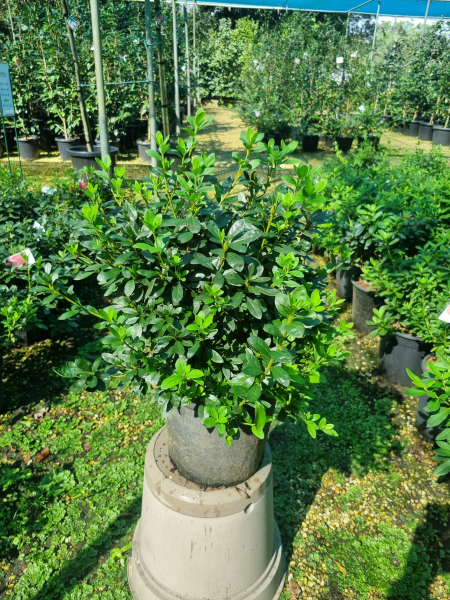Rhododendron indicum (Rose King Azalea)