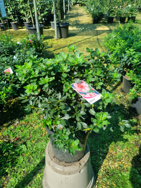 Rhododendron (Rose Queen Azalea)