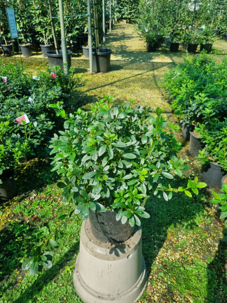 Rhododendron indicum (Snow Prince Azalea)
