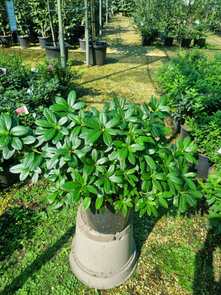 Rhododendron indicum (White Bouquet Azalea)