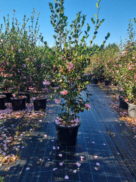 Camellia Sasanqua ‘Edna Butler’ (Sasanqua Camellia)