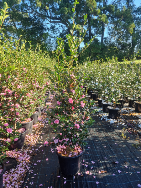 Camellia Sasanqua 'Jennifer Susan'