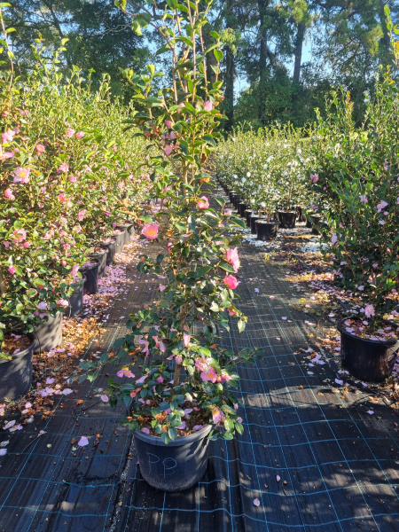 Camellia Sasanqua 'Plantation Pink'