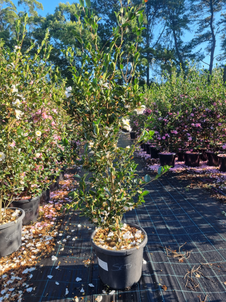 Camellia Sasanqua ‘Setsugekka’