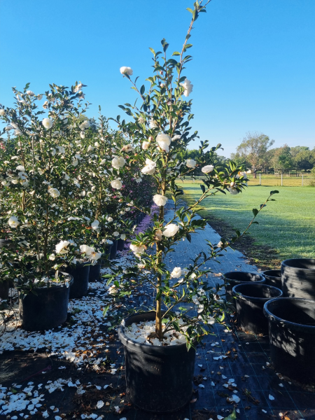 Camellia Sasanqua 'Early Pearly'