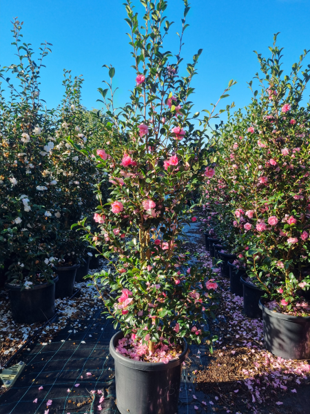 Camellia Sasanqua 'Jennifer Susan'