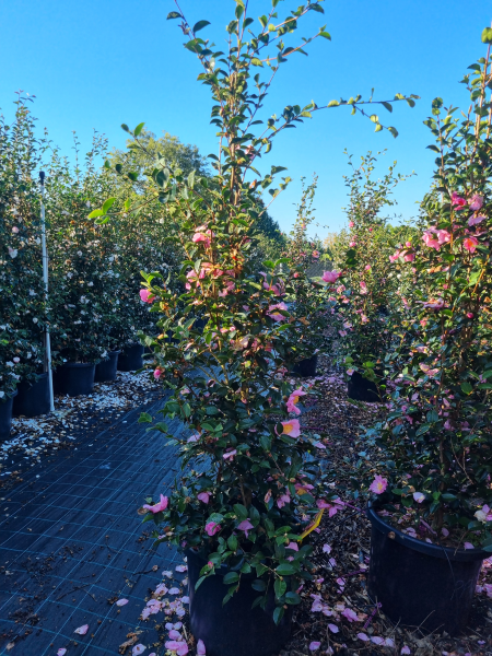 Camellia Sasanqua 'Plantation Pink'