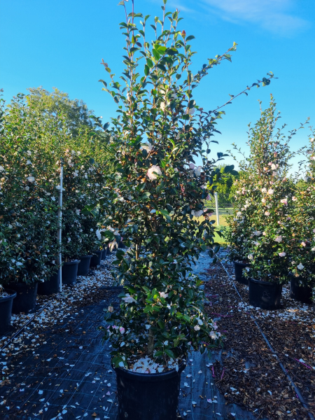 Camellia Sasanqua 'Pure Silk'