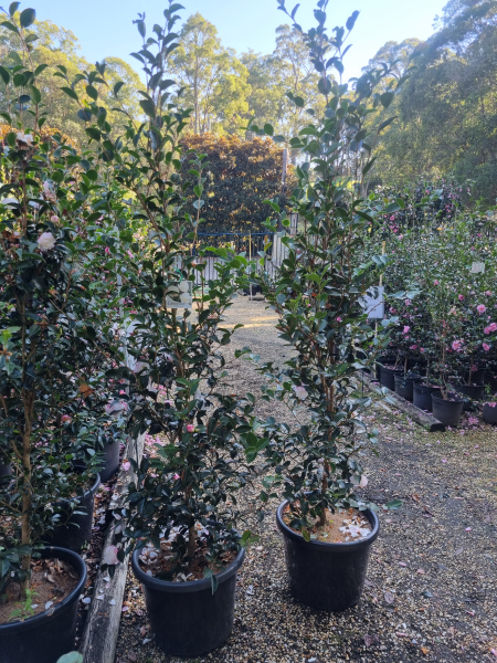 Camellia Sasanqua 'Pure Silk'
