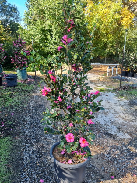 Camellia hiemalis ‘Hiryu’ (Sasanqua Hiryu Camellia)