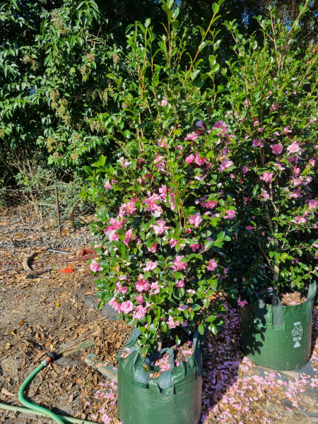 Camellia Sasanqua 'Jennifer Susan'