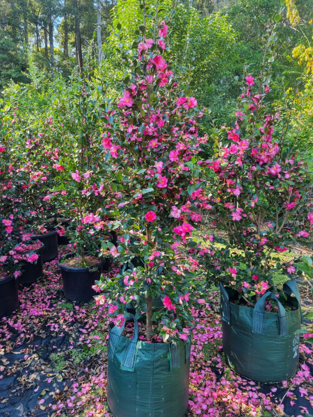 Camellia hiemalis ‘Hiryu’ (Sasanqua Hiryu Camellia)