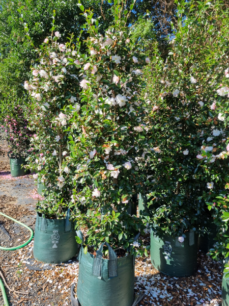 Camellia Sasanqua 'Pure Silk'