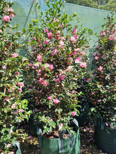 Camellia Sasanqua 'Jennifer Susan'