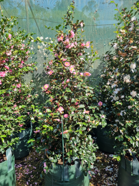 Camellia Sasanqua 'Plantation Pink'