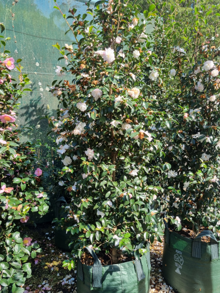 Camellia Sasanqua 'Pure Silk'