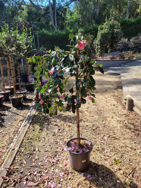 Camellia Sasanqua ‘Marge Miller’ (Sasanqua Camellia)