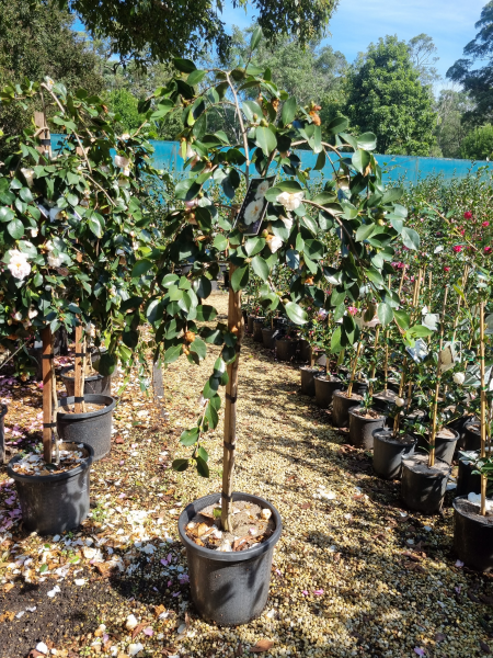 Camellia Sasanqua ‘Snow’ (Sasanqua Camellia)